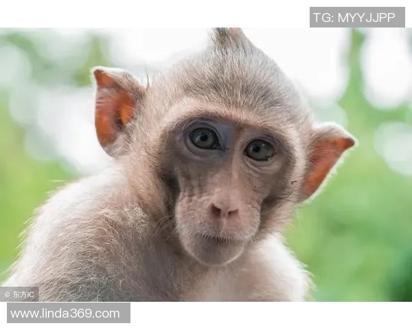 属猴的足球球星有哪些 盘点那些年为足球历史做出巨大贡献的猴年出生球员