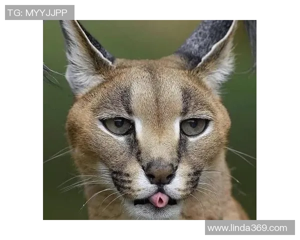 足球球星突然一脚踢出球瞬间，猫猫被吓得猛地跳起，表情超可爱